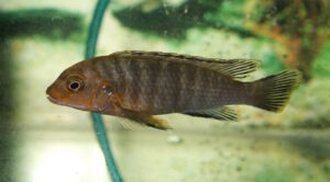 Labidochromis maculicauda 'Puulu'